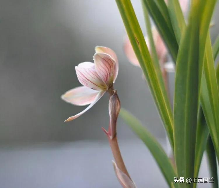 为什么兰花被称为国兰,为什么兰花又叫国兰