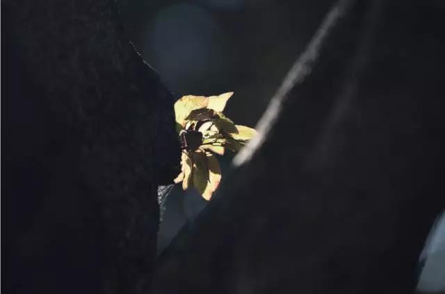 拍照模糊一招搞定,拍照模糊如何去掉