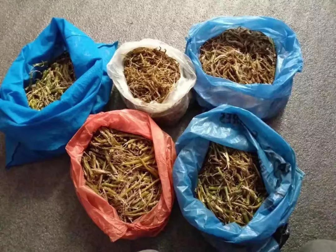 80后山东人闯荡金三角,不惧枪口顶额头,在牛棚直播卖光凤梨