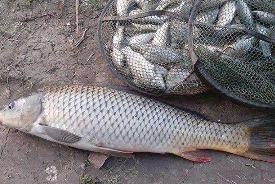 天气冷了为什么鱼不咬钩,天气冷了鱼不咬钩