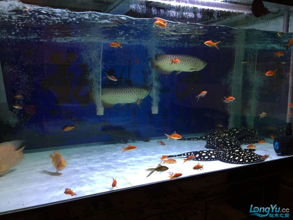 龙鱼混养被打沉缸,龙鱼打架不动了