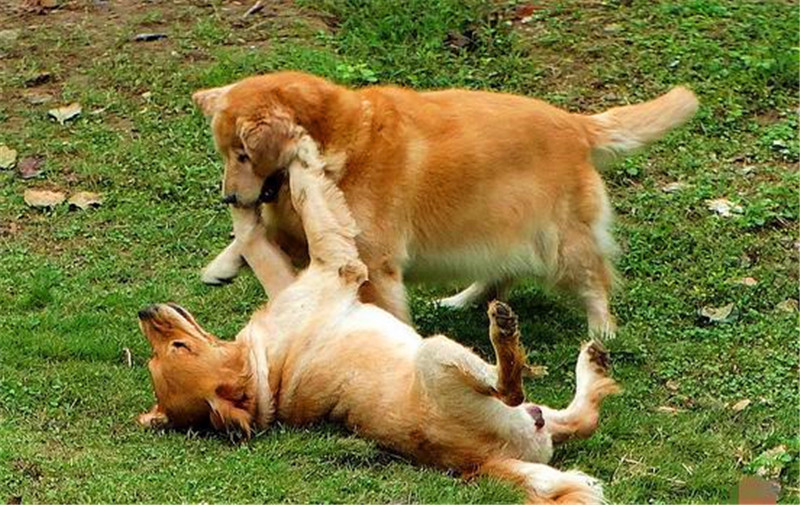 秋季狗狗发情，主人要做好这些事情