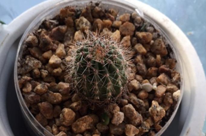 仙人球底部褶皱萎缩怎么办？摸清3种原因，对症解决忒简单