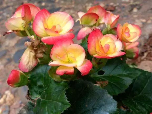 各类盆栽花语大全及寓意,各绿植寓意名字及花语大全