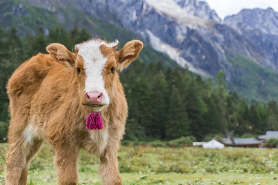 《有翡》取景地曝光！这个海拔3700，现场配救护车的地方要火