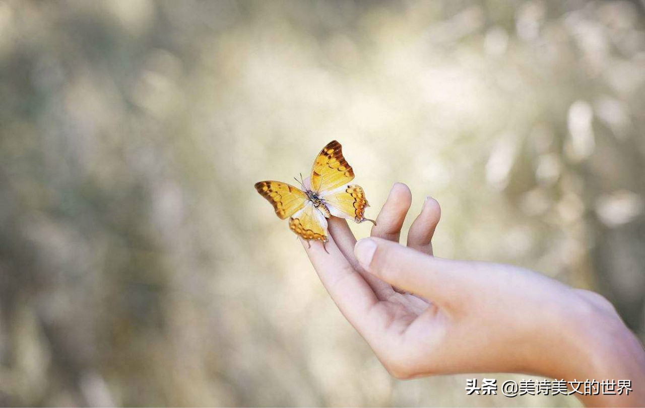 张爱玲经典爱情诗句,张爱玲完整爱情句子
