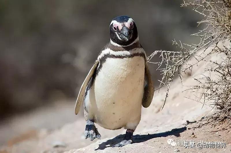 企鹅没有毛还能生活在北极,企鹅没有冰能生活吗