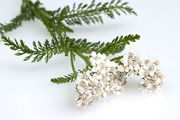 教宗的*药春**——复古无酒花啤酒