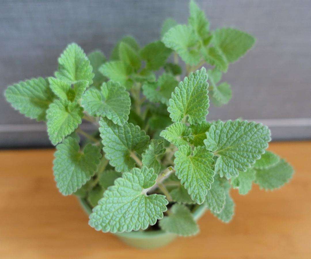哪种猫薄荷最吸引猫,所有猫科动物都抵挡不了猫薄荷