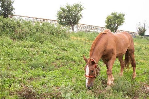 摄影师必备50mm镜头,定焦18-55mm镜头拍摄技巧