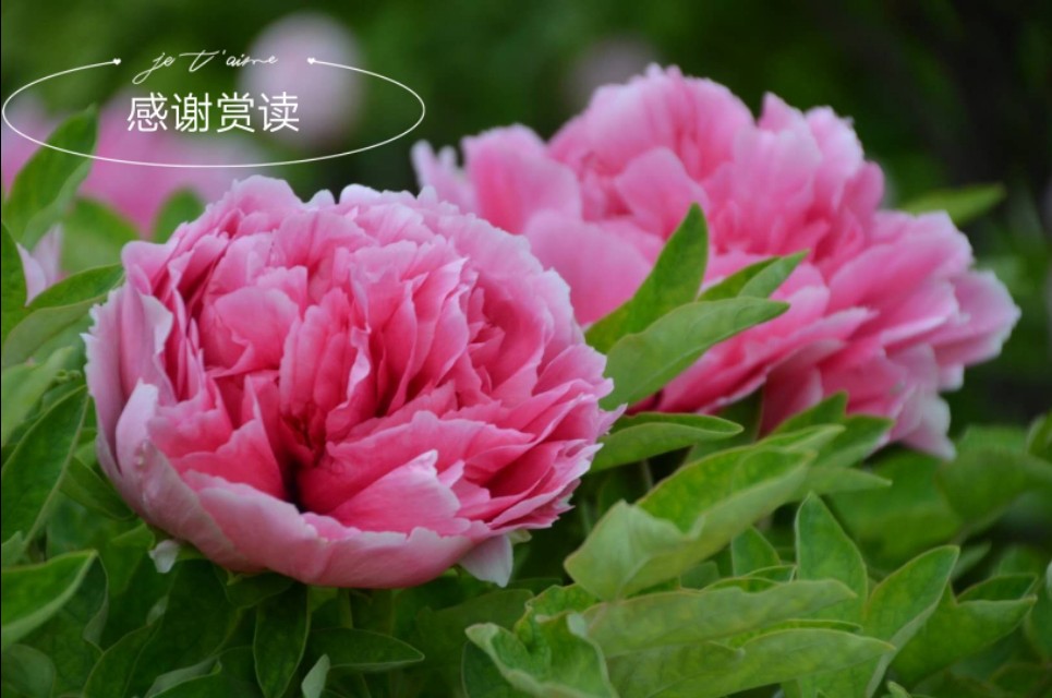 水绘园太极,水太极绘画