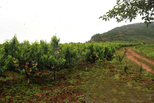 荒山怎么开荒最快最好,开垦荒山最快的方法