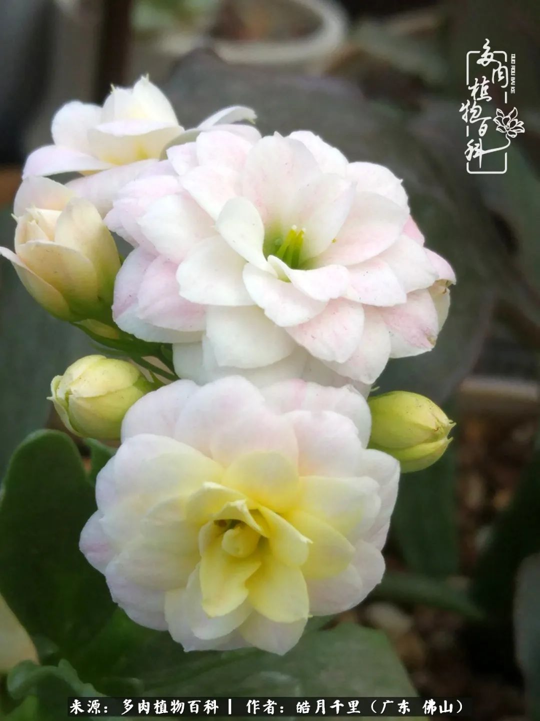 多肉娇气养不活多肉的10个秘密,养多肉是件很治愈的事情