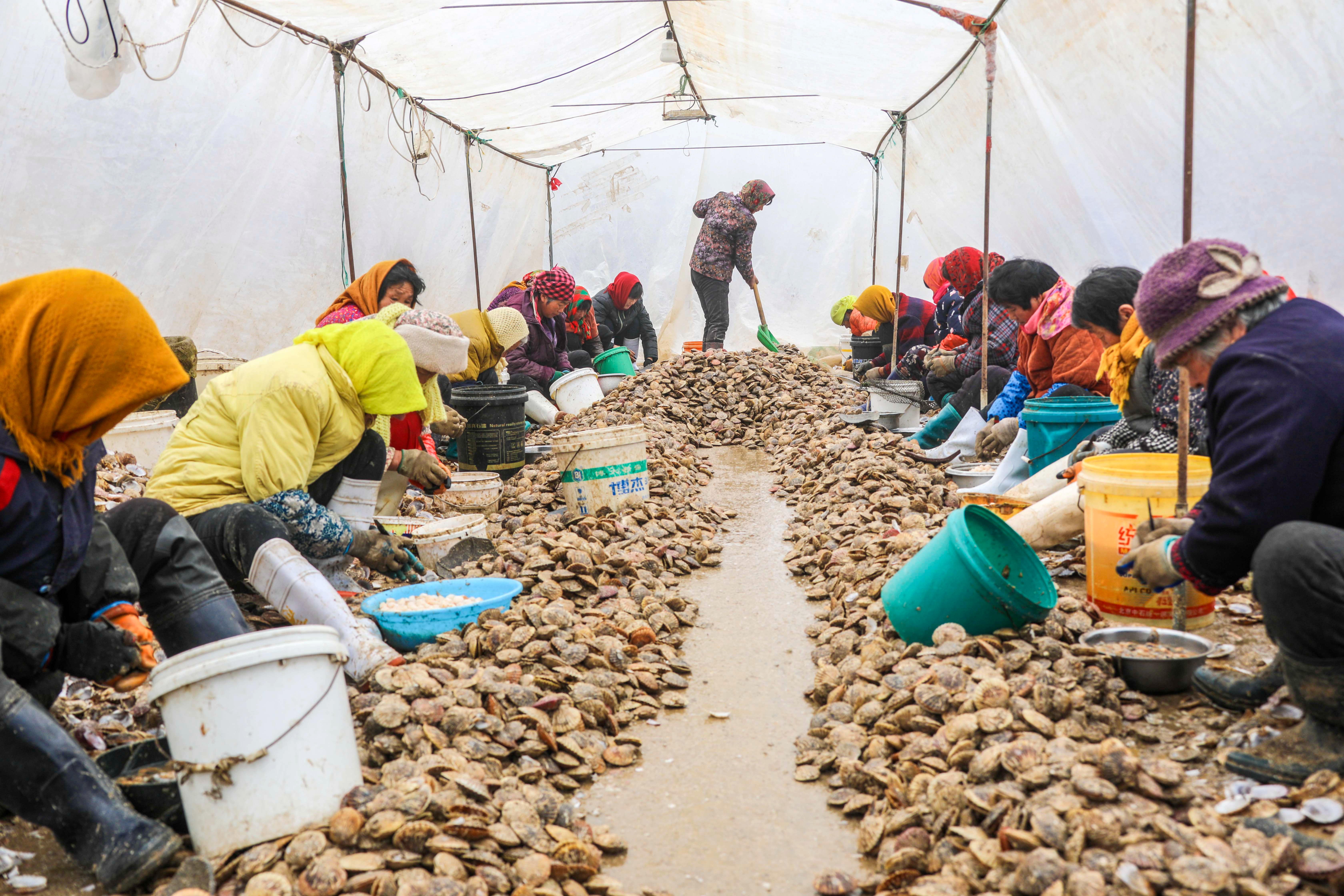 大海蔚蓝簇拥着的贡口村，灵动着纯美，播养海参和剥扇贝别具风情