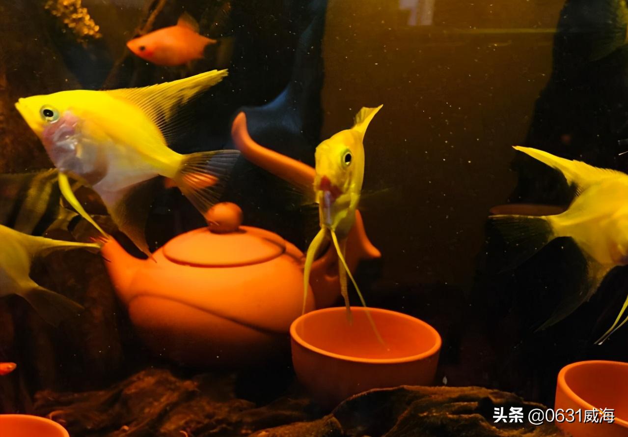 沉木水草缸如何解决黄水,水草缸的黄水可以用什么过滤