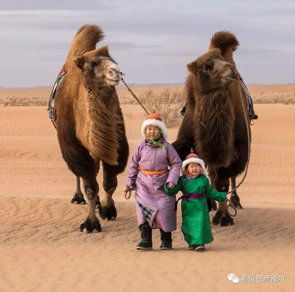 戈壁红驼，乌拉特草原上的珍珠