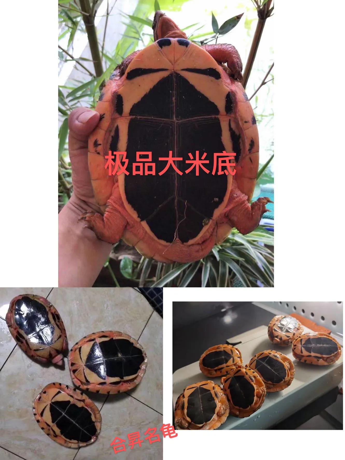 三线闭壳龟之金钱龟大全