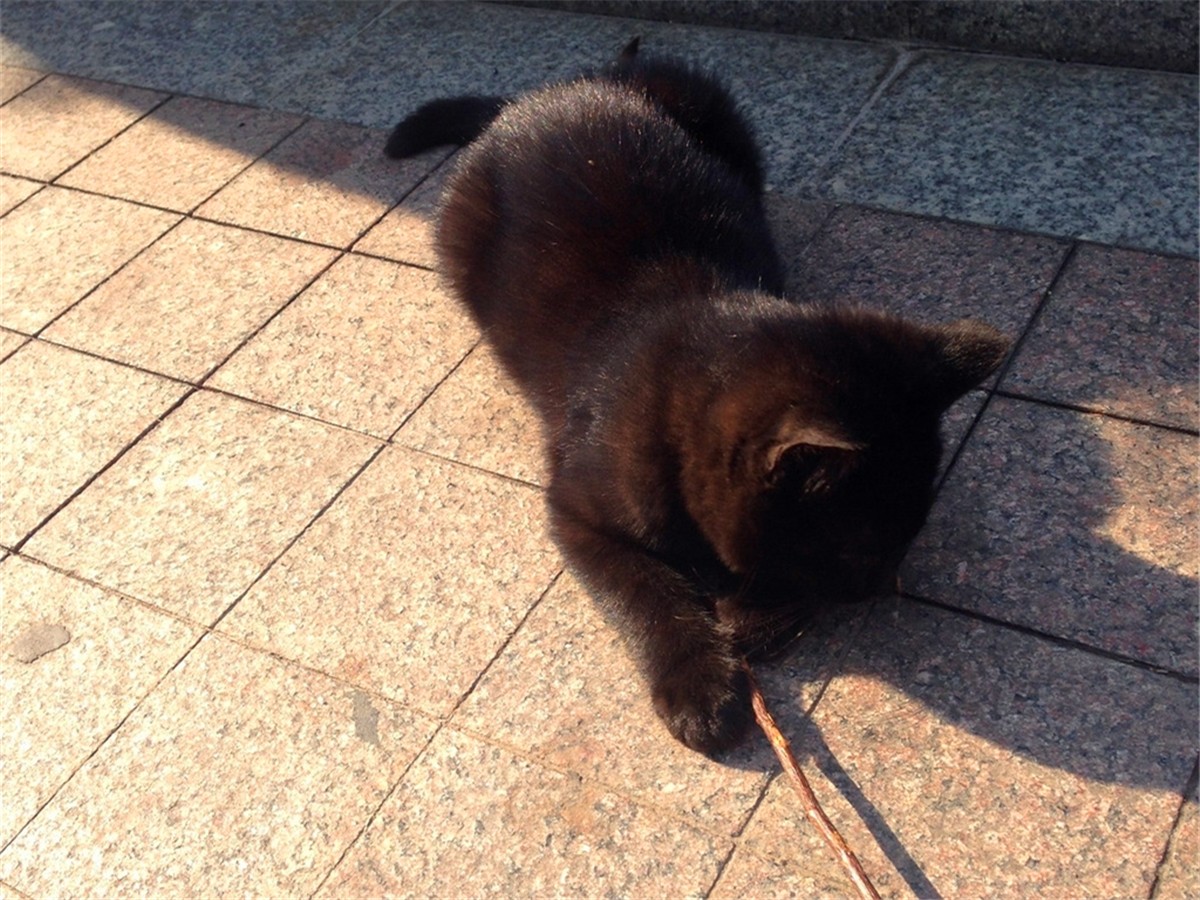 黑猫为啥凶得很,黑猫花色