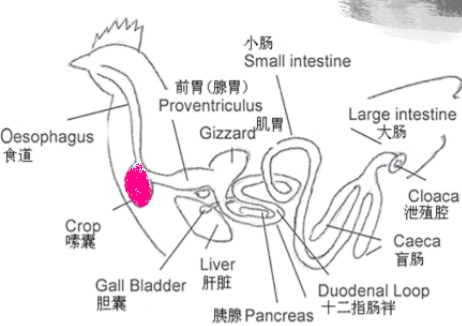 鸡的特性是什么,鸡的习性导图
