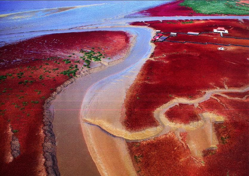 盐地碱蓬为什么会变红,盐地碱蓬是什么