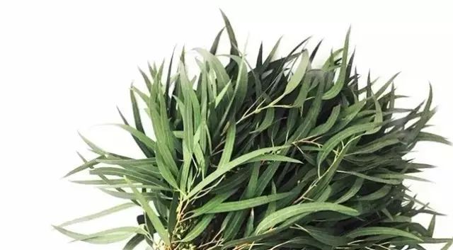 花店用的尤加利是什么品种,尤加利有几种