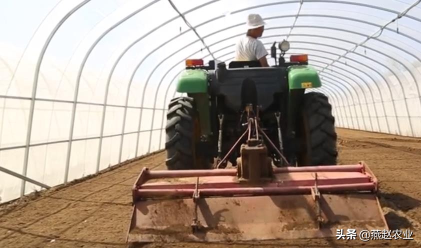 农民种茴香哪些要点需要掌握,这季节种什么蔬菜最合适小茴香