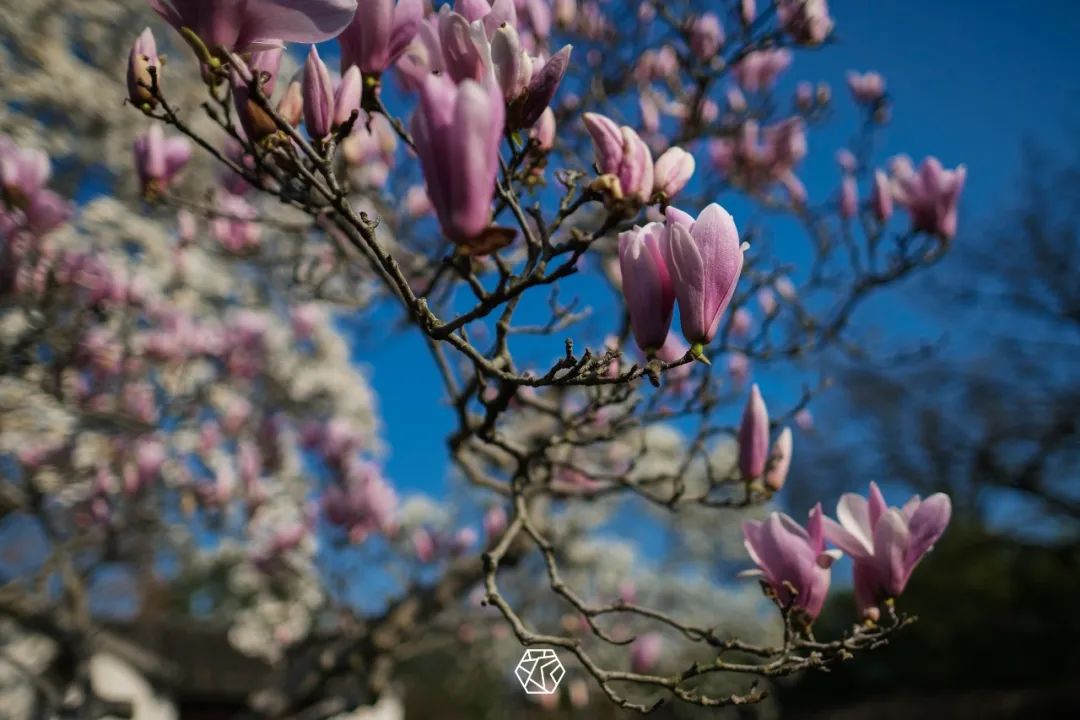 苏州赏花推荐景点有哪些,苏州赏花踏青攻略