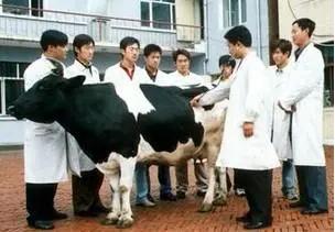 兽医专业可以从事什么行业呢,大学毕业兽医工作具体都做些什么