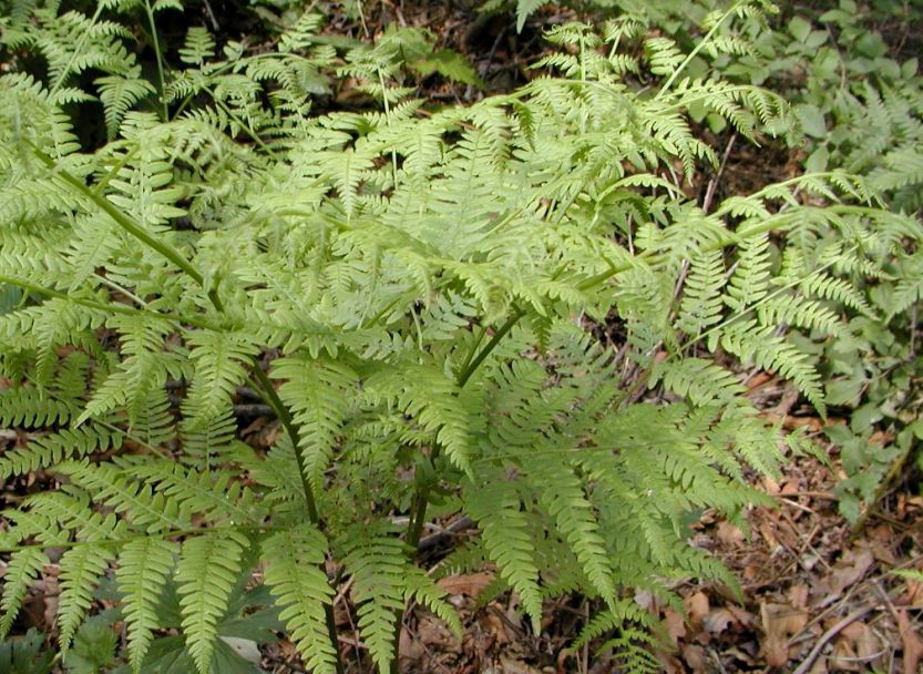 中华人民共和国野生植物保护名录,濒危保护植物名录药用植物多少种