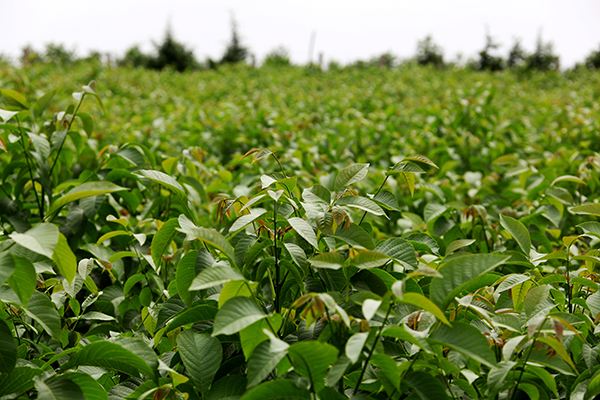 核桃全身都是宝,核桃全身是宝有什么作用