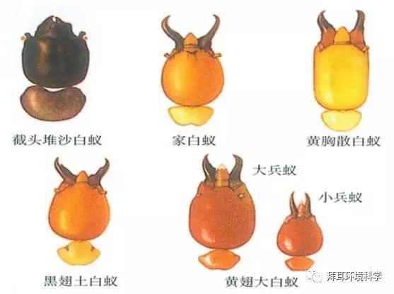 白蚁的存在意义,白蚁的特点和功效