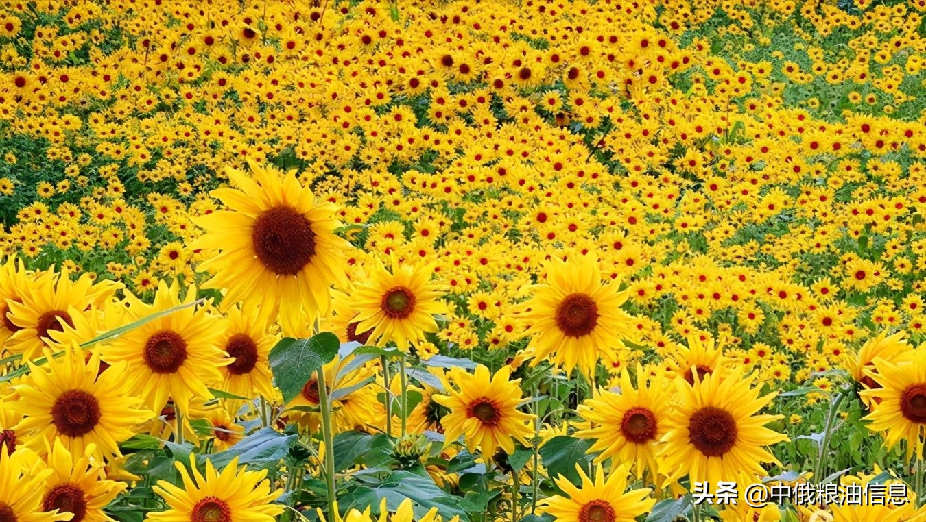 俄罗斯顿河葵花籽油,葵花籽油菜籽油俄罗斯