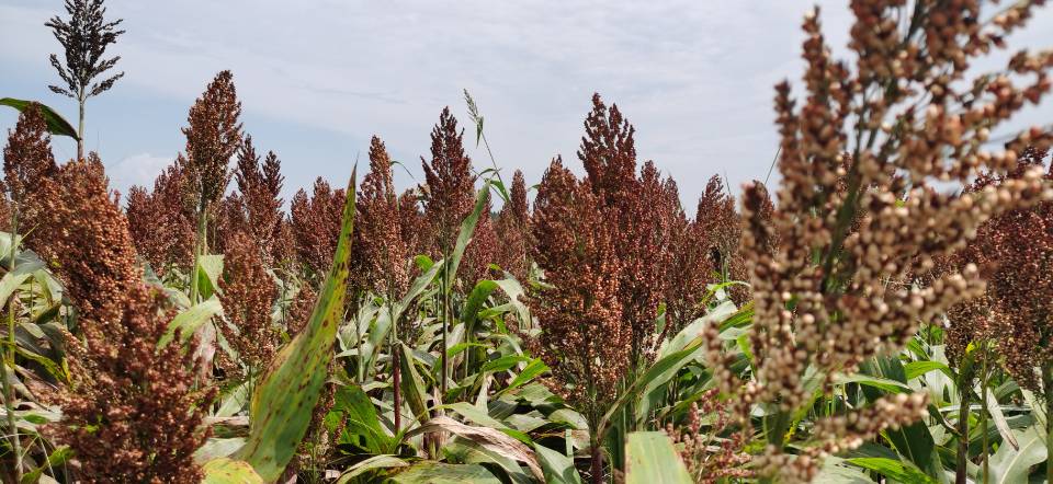 红了!红了!这些天的南充市嘉陵区龙蟠镇真的是“红遍天”了