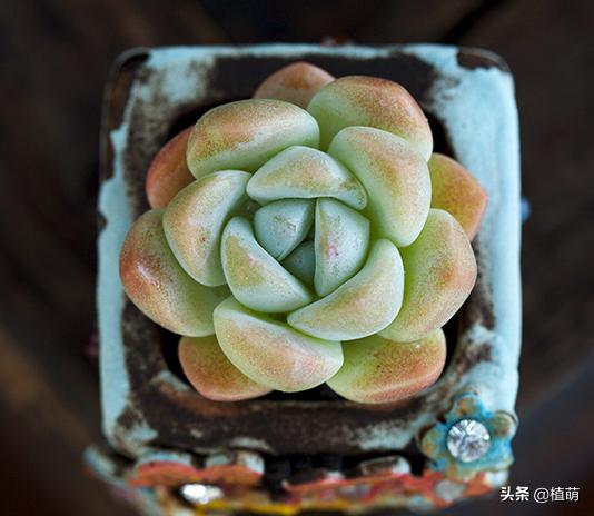 多肉夏天易腐品种,多肉黑霉什么样