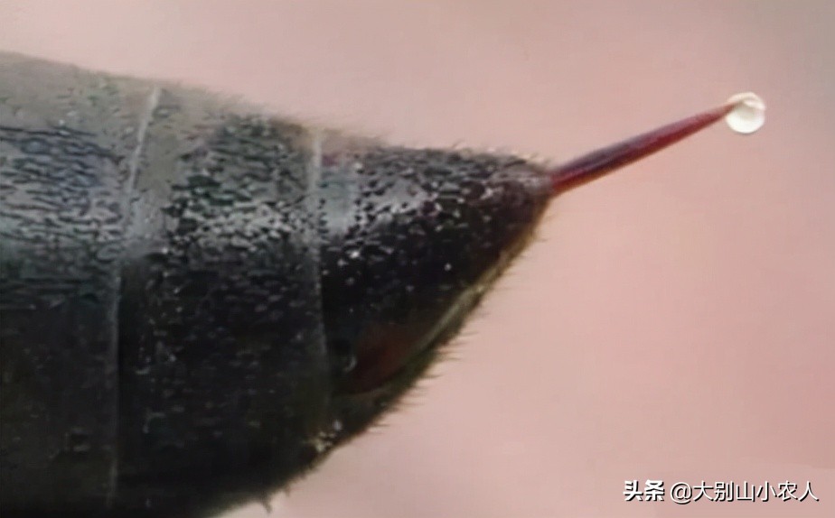 马蜂被蜇死亡,摘马蜂窝挂树上24小时殒命