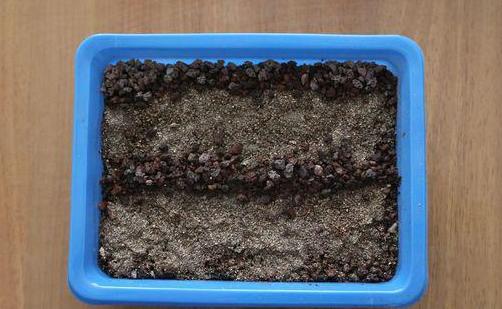 虹之玉多肉叶插成活率高吗,圣诞东云多肉叶插成活率