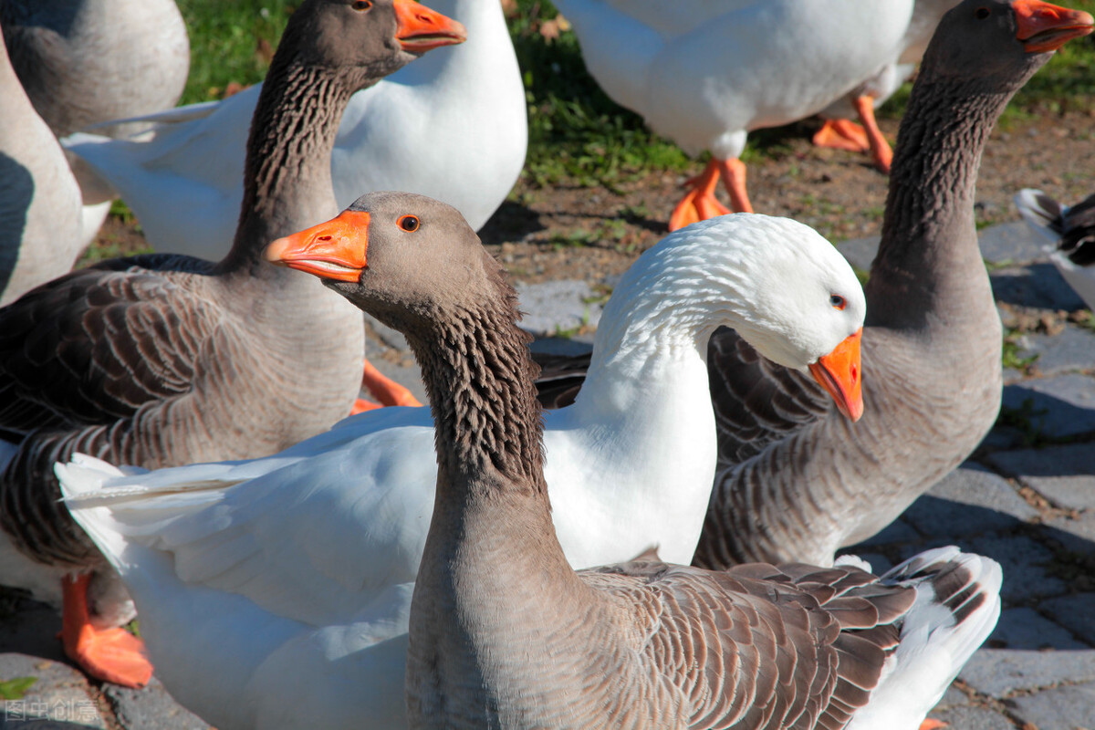 养鹅前景分析毕节,目前养鹅前景如何