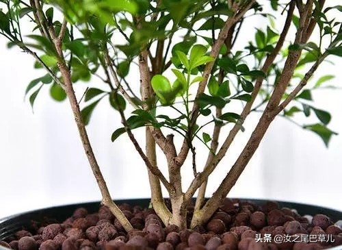 米兰花怎么养开花好看,米兰花怎样养护才开花多