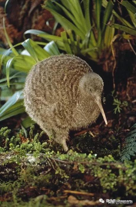 奇异鸟的样子,奇异鸟在哪里