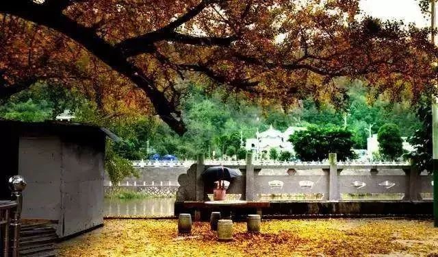 温州银杏哪里最美,温州秋冬的银杏树确实美