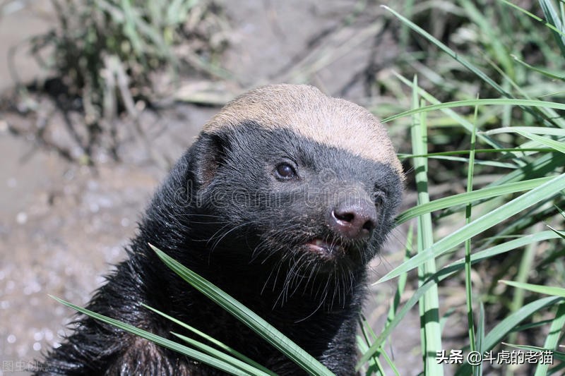 蜜獾那么凶猛真实的战斗力咋样,蜜獾展现真实实力