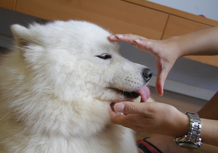 狗狗噎住了什么症状,狗狗噎着了是什么症状表现