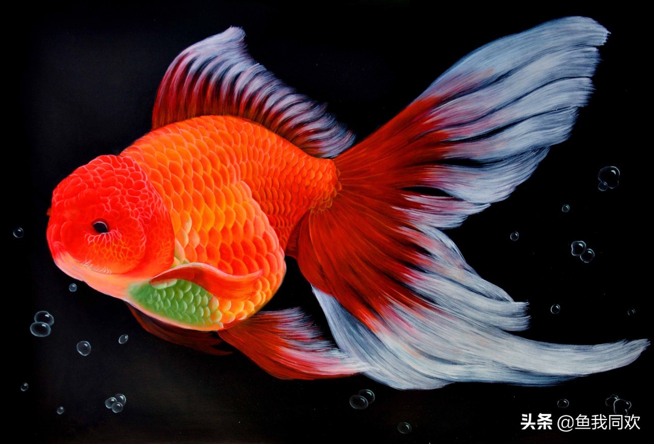 红虎头金鱼饲养方法,鹤顶红金鱼饲养方法