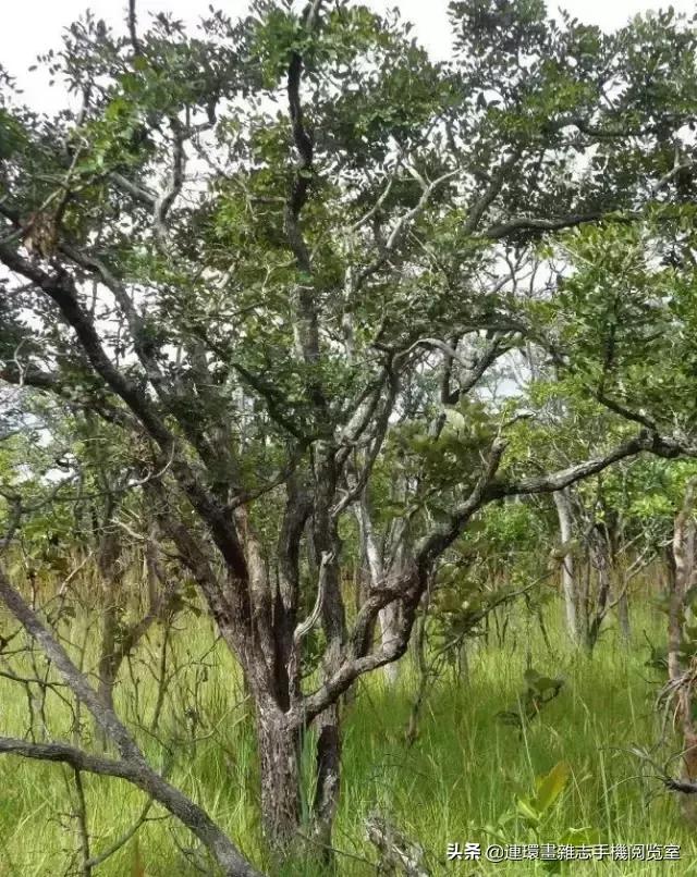 青檀绿檀紫檀红檀黑檀,紫檀白檀黑檀绿檀到底是什么木头