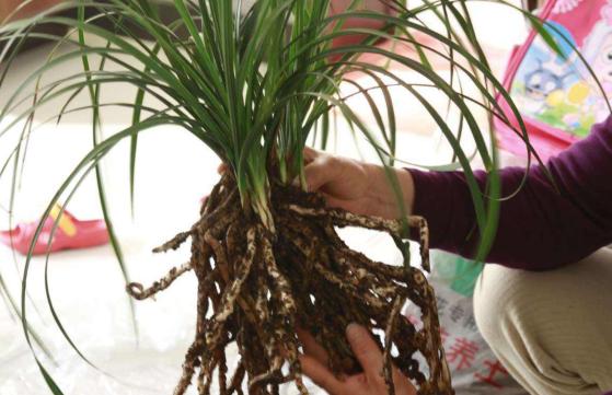 干松针可以垫盆底养花吗,养花干松针好还是鲜松针好