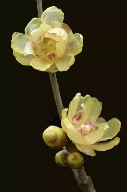 过年家里摆什么植物好,家里过年要摆几样水果