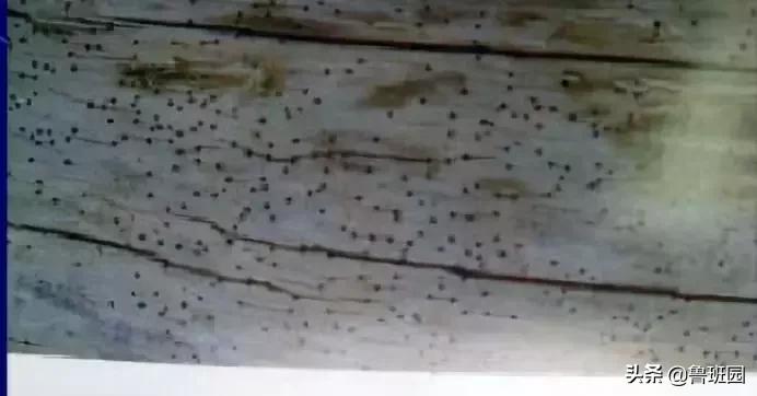 木材的主要缺陷,木材缺陷有哪些