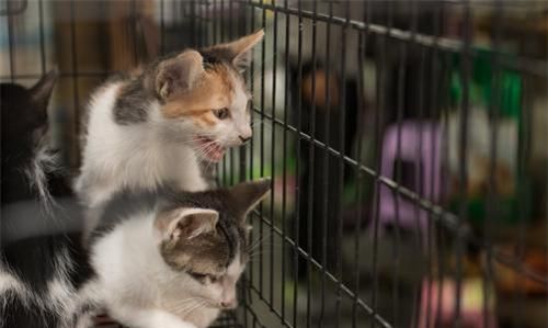 猫突然掉一大块毛是猫癣吗,猫舍买的猫有猫癣该怎么办