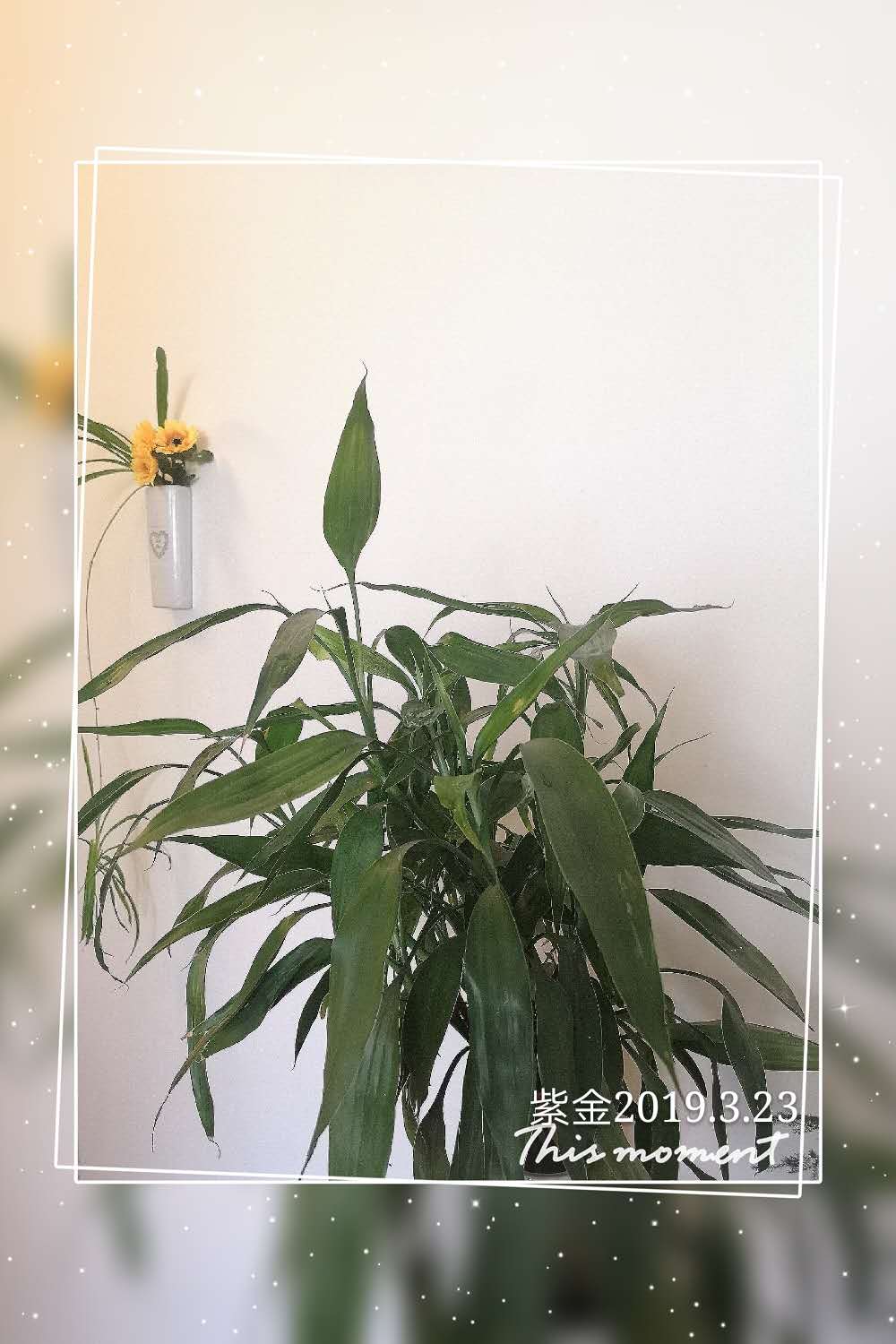 为什么水培竹子叶子发黄?怎么处理