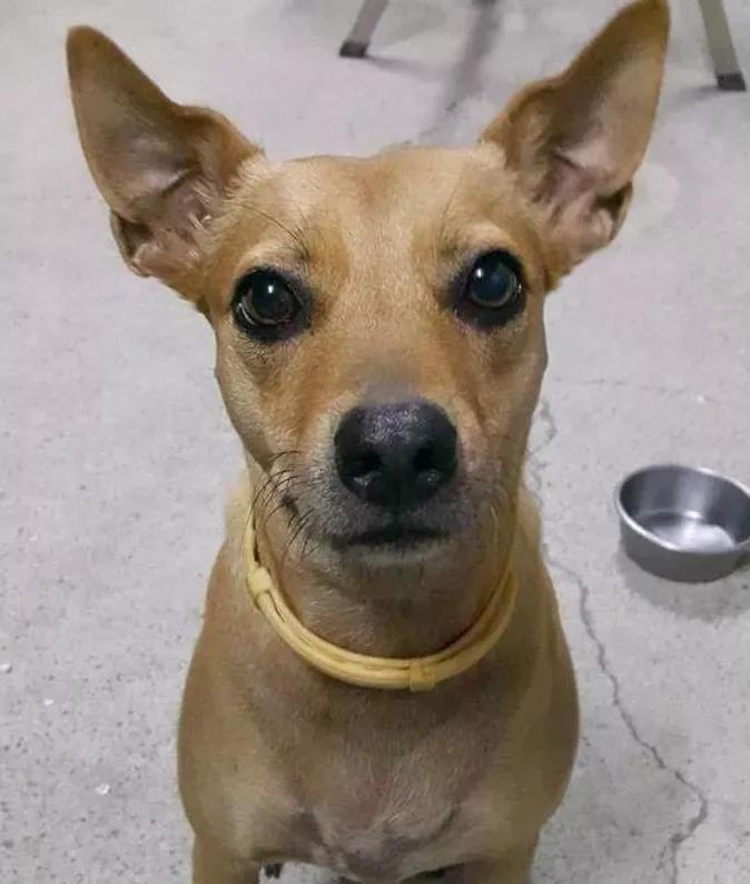 狗狗误食一点点巧克力会死吗,狗狗吃了巧克力轻微中毒的症状